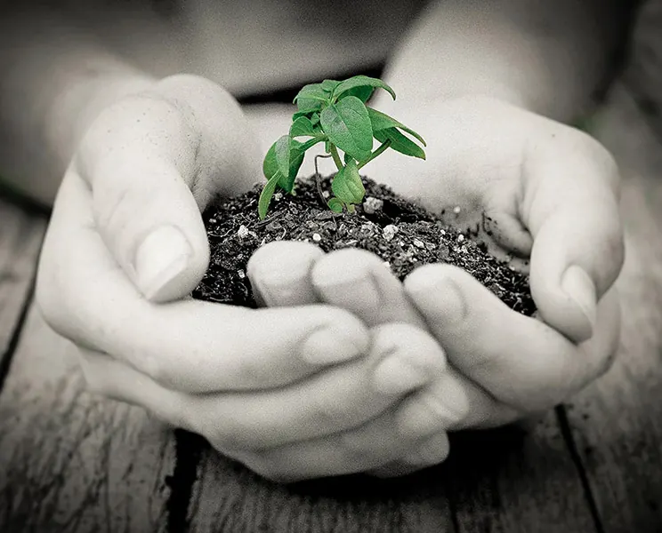 Manos que cuidan una pequeña planta